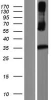 KLK8 / Kallikrein 8 Protein (Over-Expression Lysate Myc-DDK (Flag))