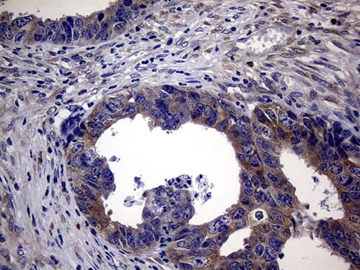 SCFD1 / SLY1 Antibody (aa66-190, clone OTI10D10)