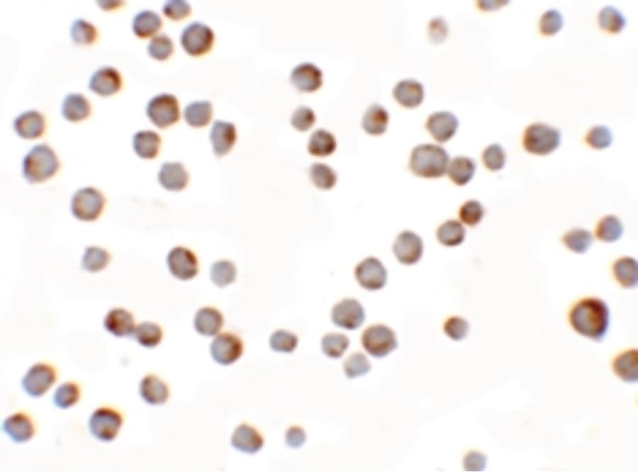 Polyclonal Rabbit anti-Human HIGD1A Antibody (IF, WB)