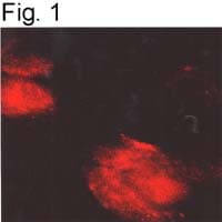 ADRA1A Antibody (3rd intracellular loop)