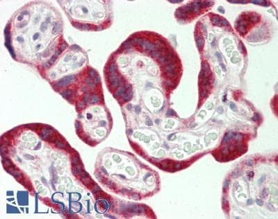 IHC-plus™ CYP8B1 Antibody (aa357-406)