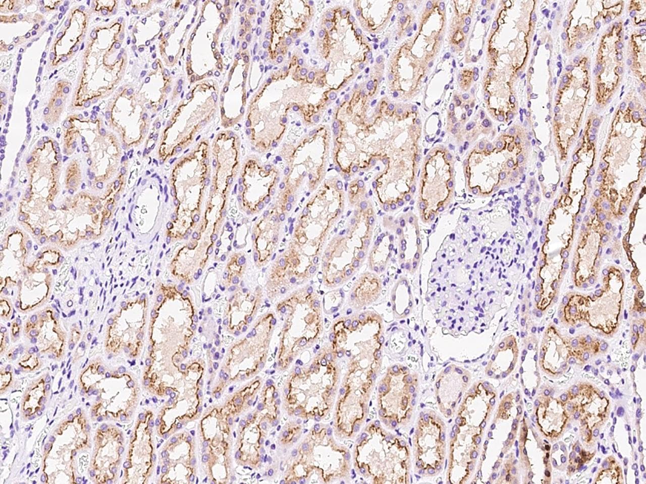 DZIP3 Antibody