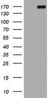 DOT1L / DOT1 Antibody (aa1-434, clone OTI1F8)