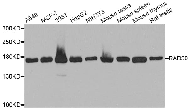 RAD50 Antibody