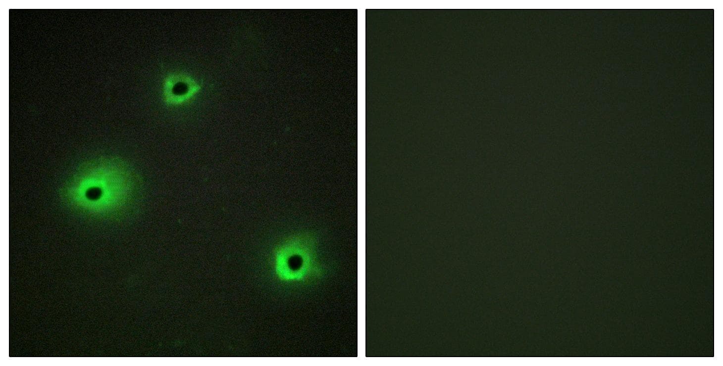 Polyclonal Rabbit anti-Human GZMH / Granzyme H Antibody (IF, WB)