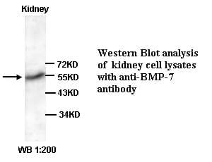 BMP7 Antibody (C-Terminus)