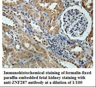 ZNF287 Antibody