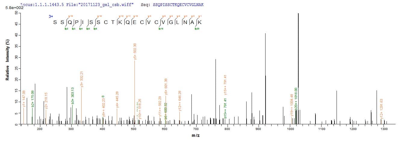 Vespula vulgaris PSPLA1 / Phospholipase A1 Protein (Recombinant 6His-Myc, C-terminus)