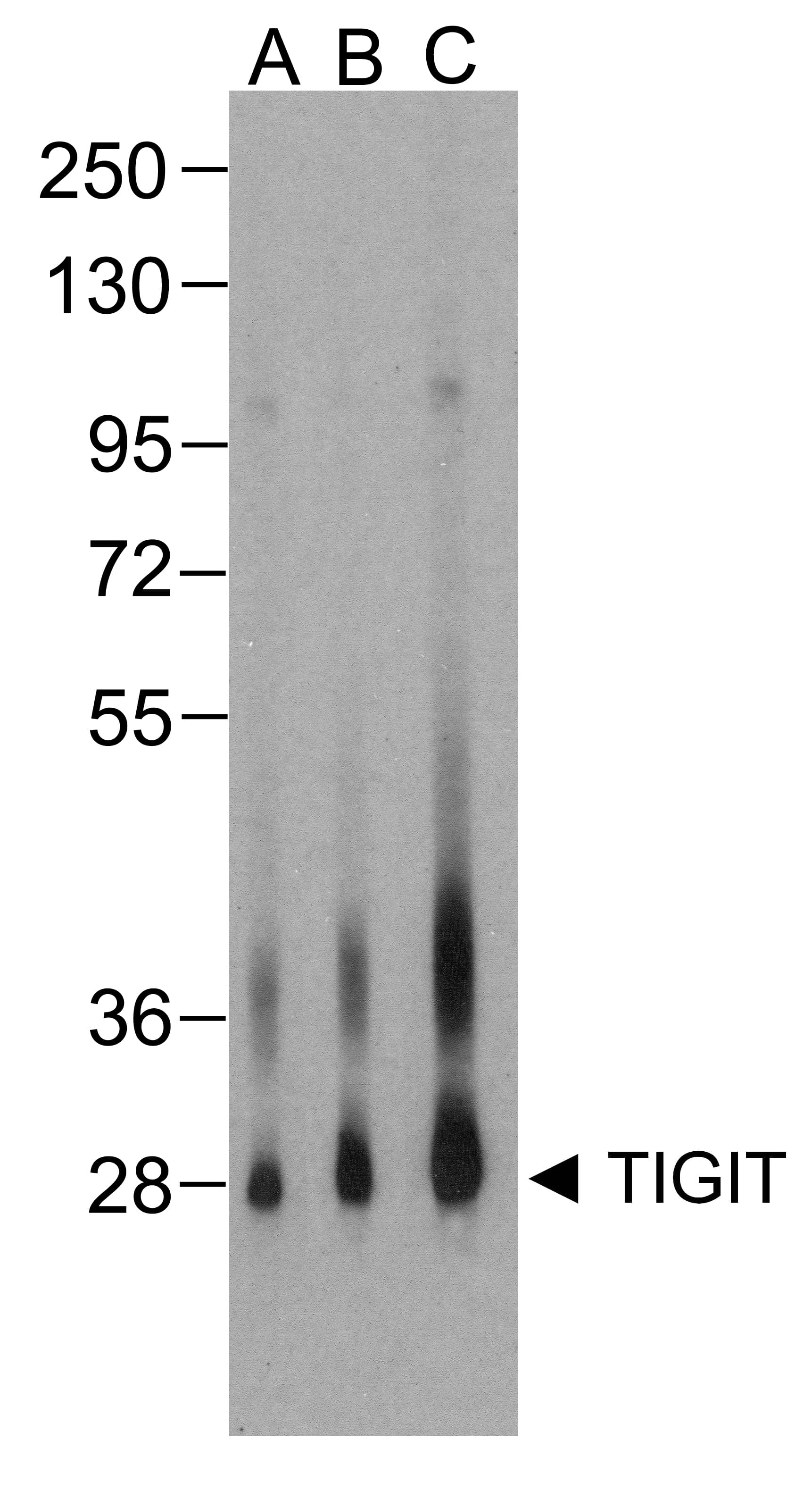 Monoclonal Mouse anti-Human TIGIT Antibody (clone 4A12, IHC, IF, WB)