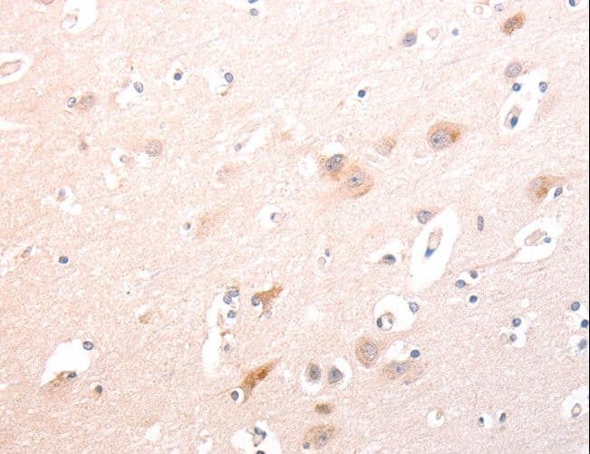 TRAF3IP1 Antibody
