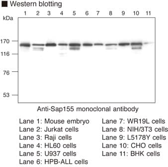 SF3B1 Antibody (clone 1A5)