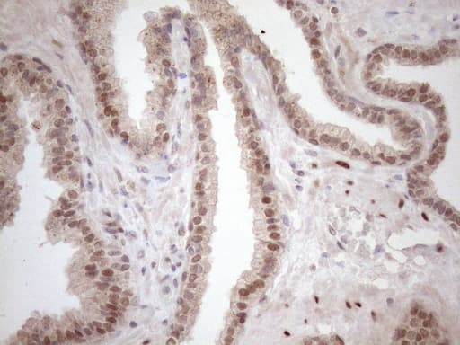 TCEAL1 Antibody (clone OTI2G10)