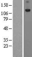 Human PRTG Protein (Over-Expression Lysate Myc-DDK (Flag))