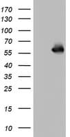 NAB1 Antibody (aa237-487, clone OTI1F1)