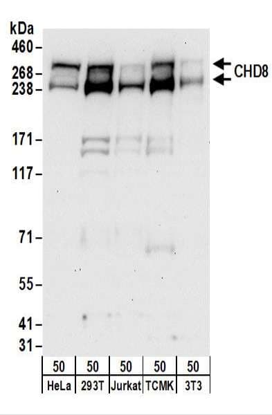 CHD8 Antibody (aa2252-2302)