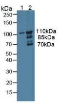 MYO1D Antibody (aa512-788)
