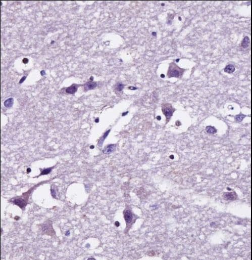 SEC22B Antibody (aa75-104)
