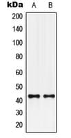 GPR132 / G2A Antibody (C-Terminus)