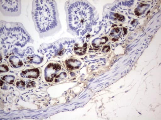 IdU / Iododeoxyuridine Antibody (clone 18E11)