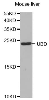 FAT10 / UBD Antibody