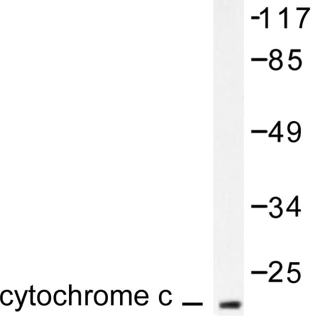 CYCS / Cytochrome c Antibody (His19)