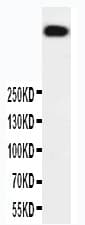 PRKDC / DNA-PKcs Antibody (aa328-346)