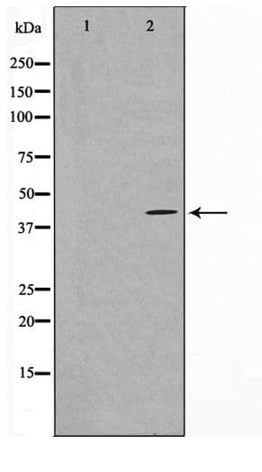 MAPK3 / ERK1 Antibody