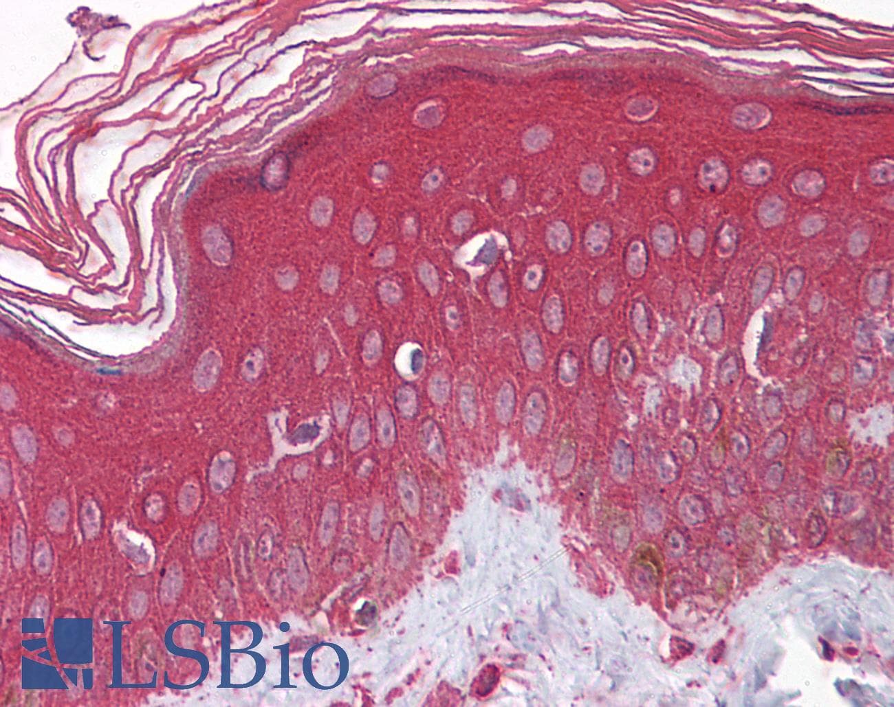 IHC-plus™ FGFR1 / FGF Receptor 1 Antibody (aa179-195, clone M17D10)