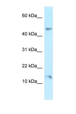 PLEKHJ1 Antibody (aa86-135)