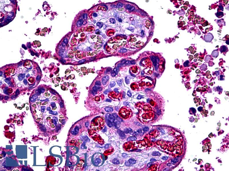 IHC-plus™ Complement C3c Antibody