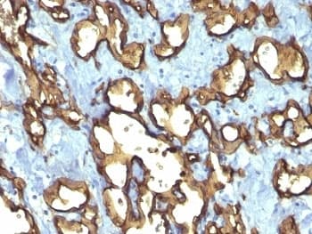 CD34 Antibody (N-Terminus, clone QBEnd/10 + HPCA1/763)