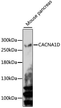 CACNA1D / Cav1.3 Antibody