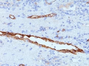 VWF / Von Willebrand Factor Antibody (aa845-949, clone IIIE2.34, Azide-free, BSA-free)