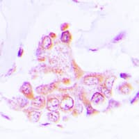 ATP5H Antibody (C-Terminus)