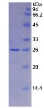 Rat BMP2 Protein (Recombinant His)