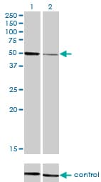 HNF4A / HNF4 Antibody (clone 4E2)