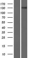 ZNF862 Protein (Over-Expression Lysate Myc-DDK (Flag))