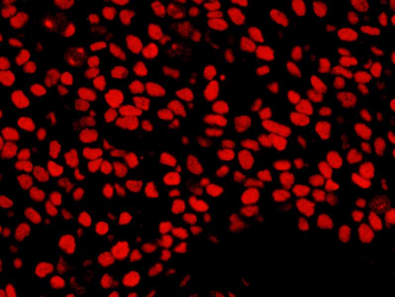 NUMA1 / NUMA Antibody (aa900-950)