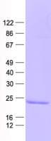 Human COX7A2L Protein (Recombinant His, N-Terminal)