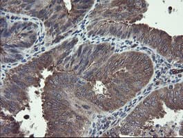 TSC22D1 / TSC22 Antibody (clone OTI4H8)
