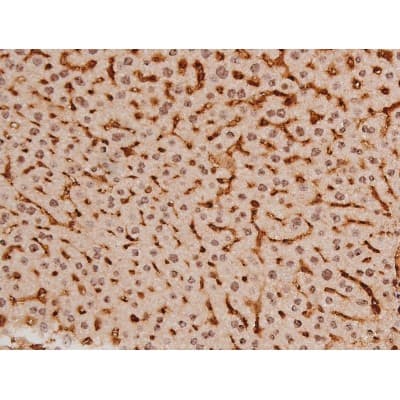 Polyclonal Rabbit anti-Human c-Kit / CD117 Antibody (IHC, IF, WB)