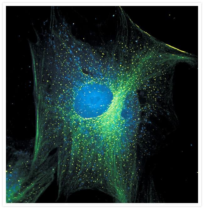 Alpha Tubulin Antibody (clone 236-10501)