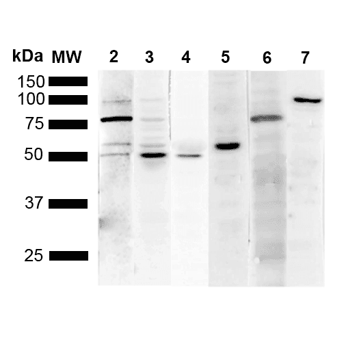 KDEL Tetrapeptide Antibody (clone 1F2)