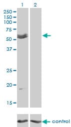 IHC-plus™ Monoclonal Mouse anti-Human MYOC / Myocilin Antibody (clone 4F8, IHC, WB)