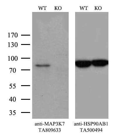 MAP3K7 / TAK1 Antibody (aa254-367, clone OTI9D2)