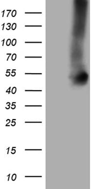 GNAS Antibody (clone OTI7H4)