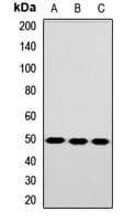 TEAD3 Antibody
