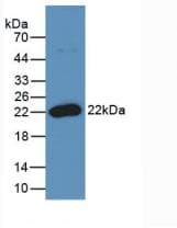 TNFSF11 / RANKL / TRANCE Antibody (PE)