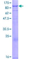 Human FBXL13 Protein (Recombinant GST)