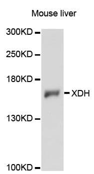XDH / Xanthine Oxidase Antibody